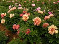 alahambra
