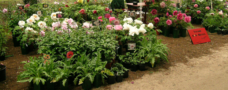 peonia