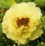 alahambra