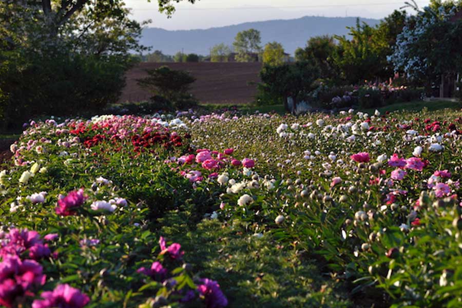 Vivaio Buffa Peonies And Anemones Torino Carmagnola Poirino Herbaceous Peonies