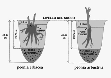 impianto peonie
