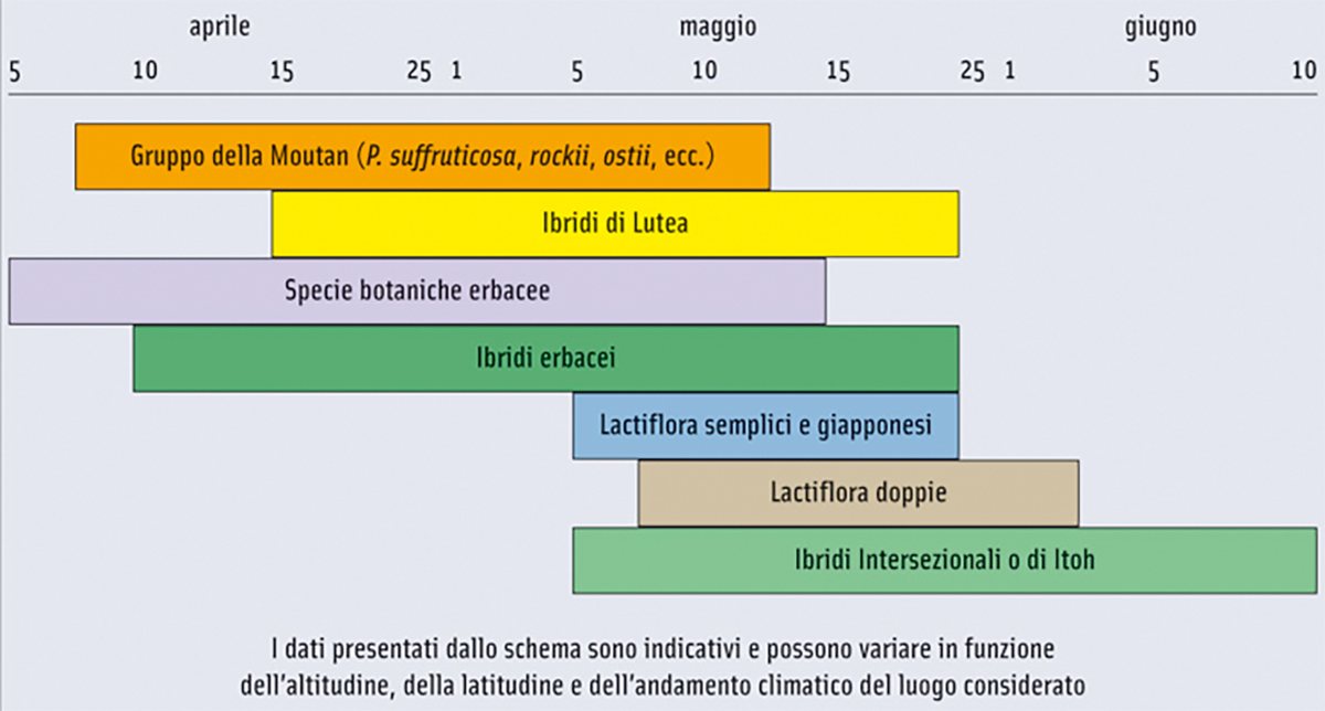 Il periodo di fioritura delle peonie